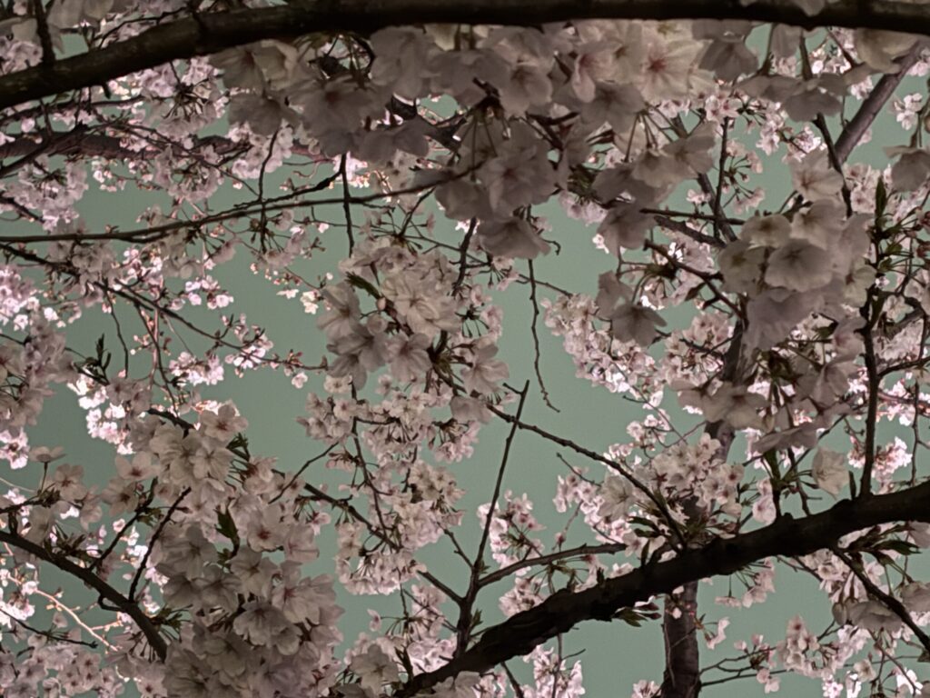 桜