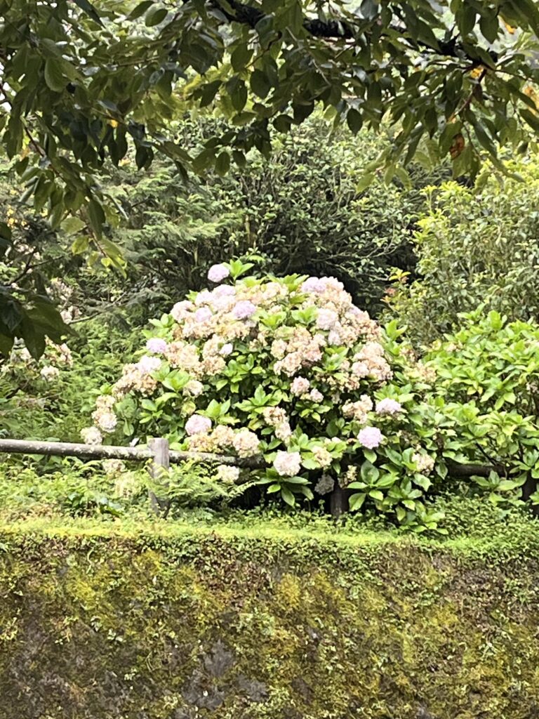 紫陽花