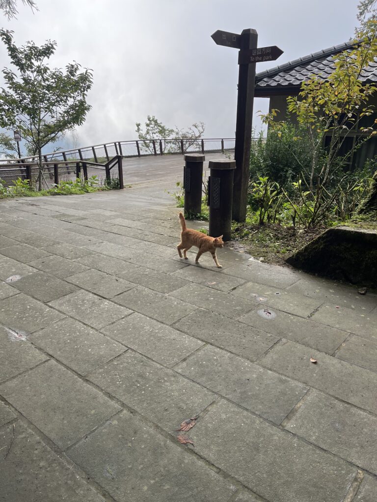 猫ちゃん