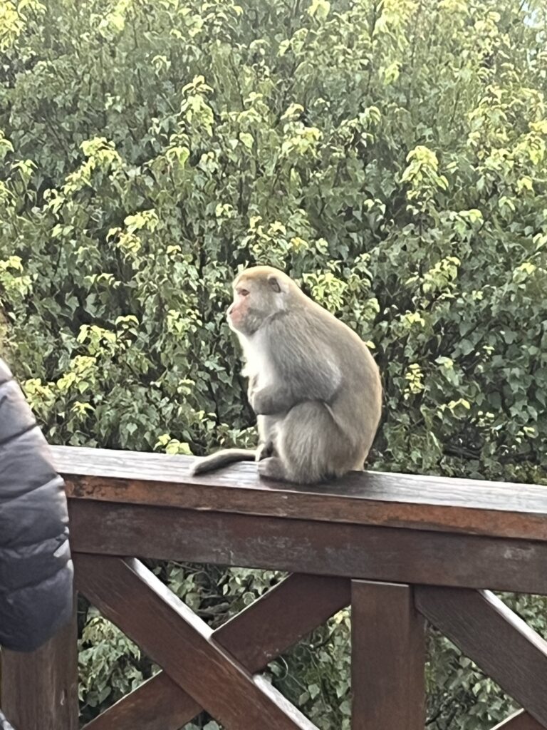 猿