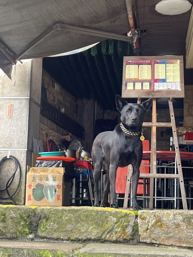 阿里山のわんこ