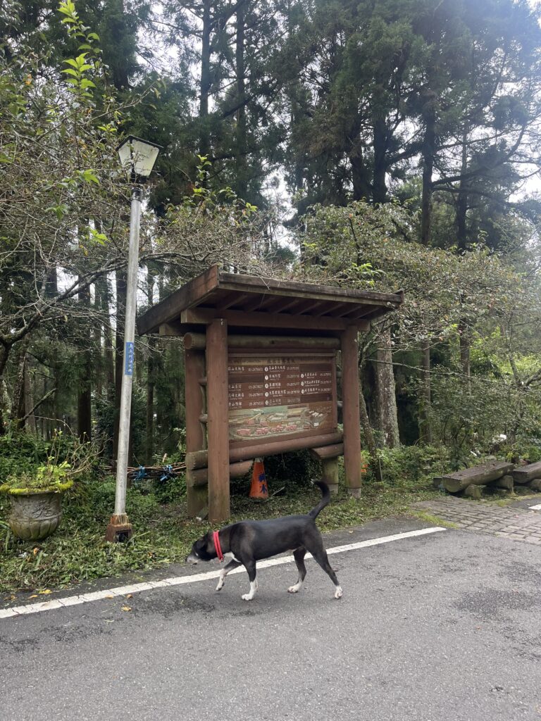 案内ドッグ