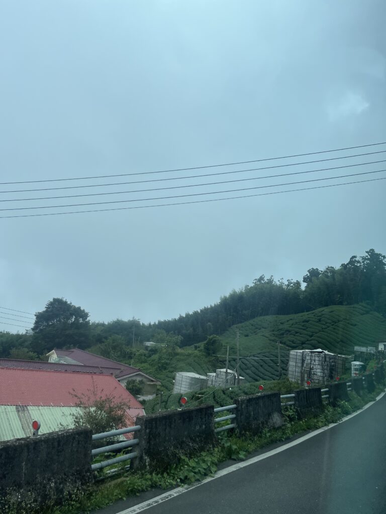 茶畑
