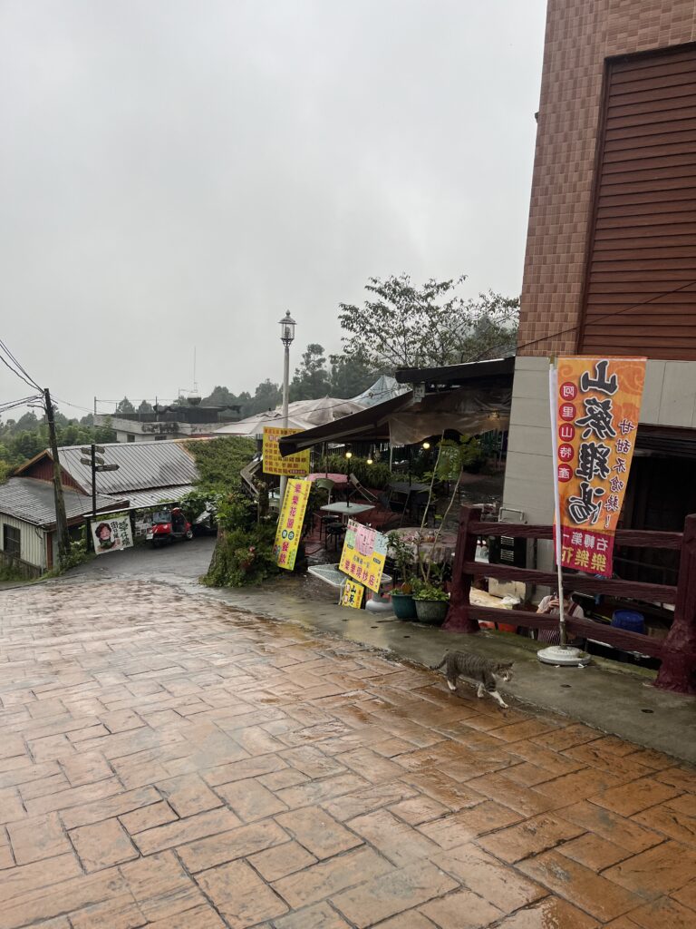 坂道と猫