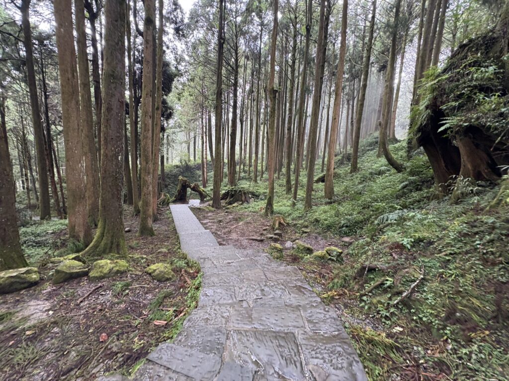 森林