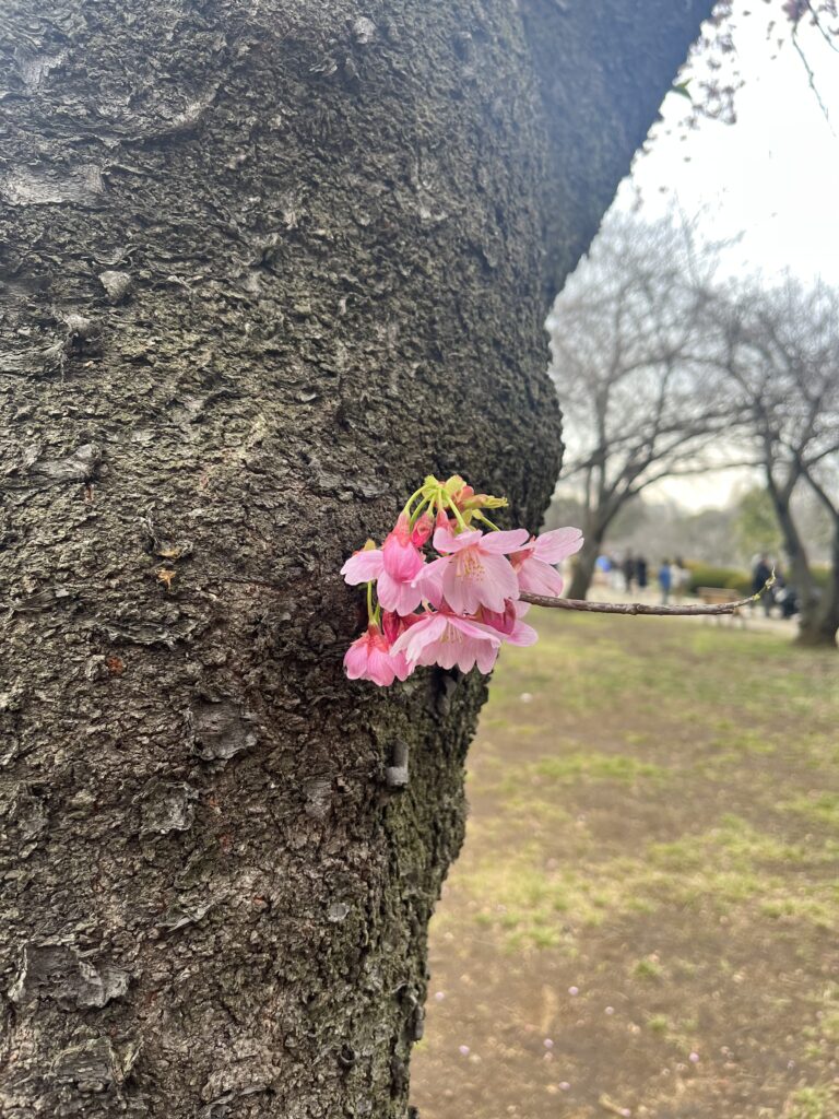 桜