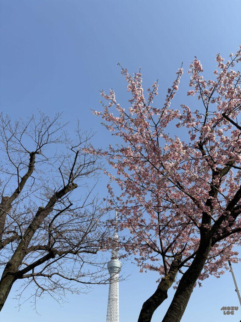 桜