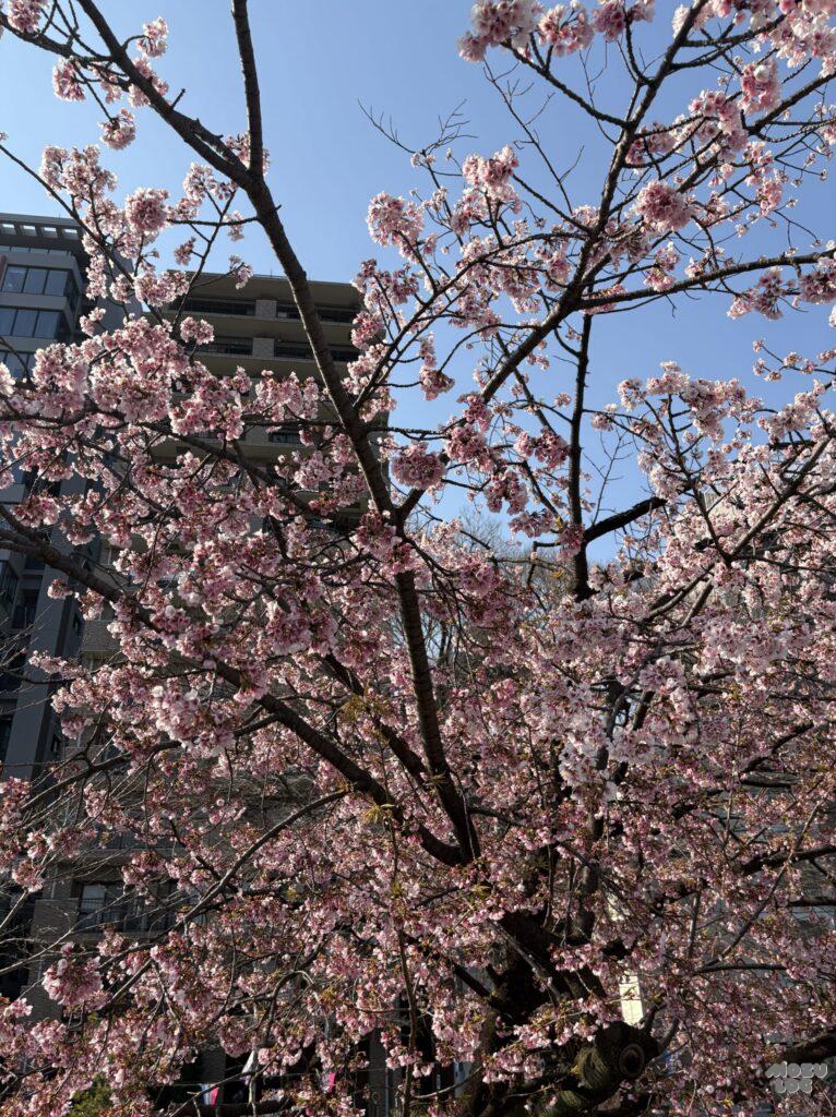 桜