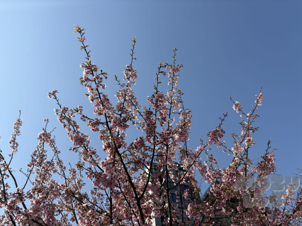 桜