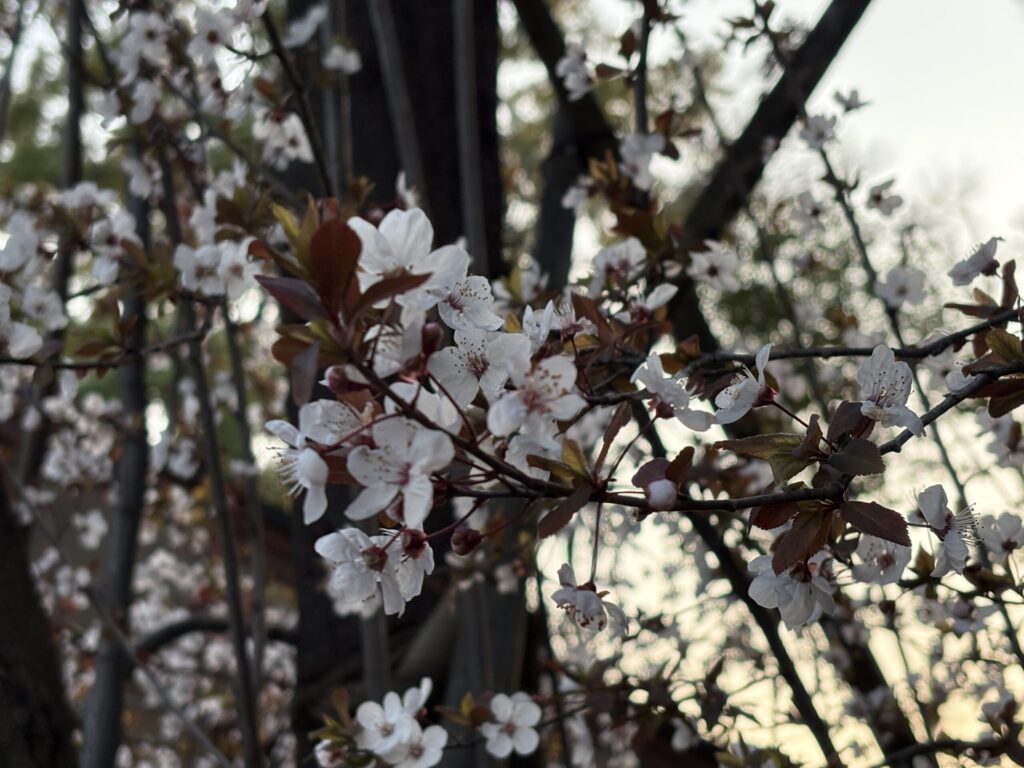 桜