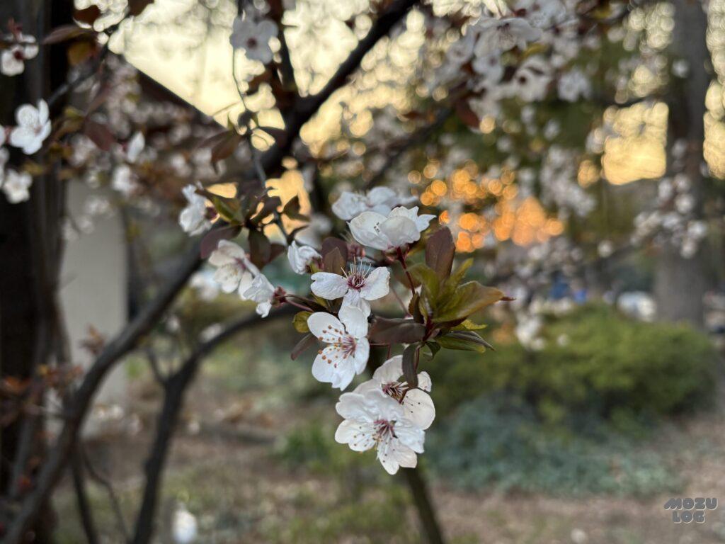桜